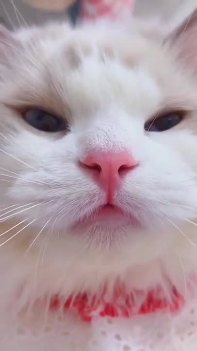 Cute Meowing Cat