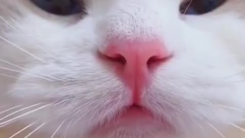 Cute Meowing Cat