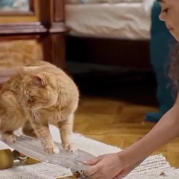 Funny Pets, Dog & Cat Videos