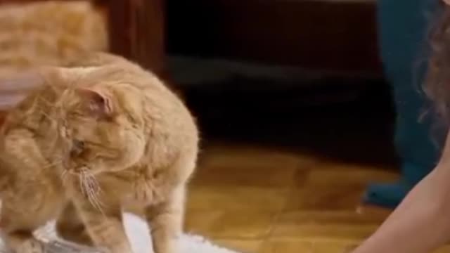 Funny Pets, Dog & Cat Videos