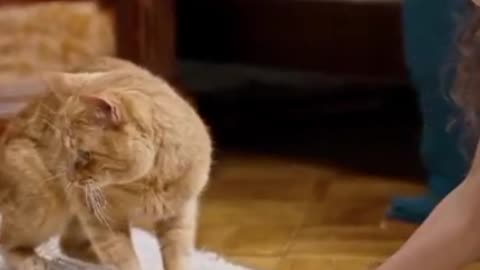 Funny Pets, Dog & Cat Videos