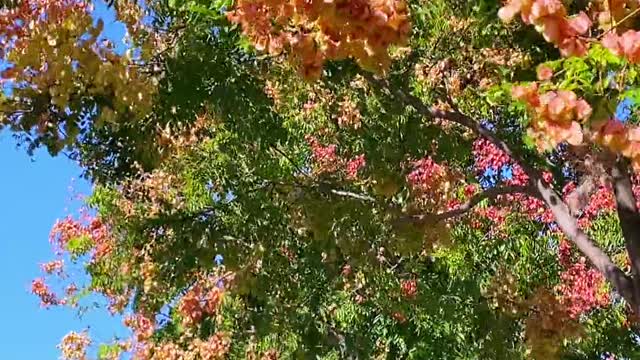 -The taste of autumn