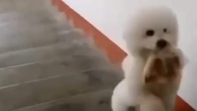 Cute Puppy Walks on stairs step by step