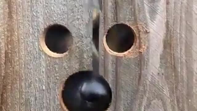Lady cuts Peep holes in her fence, for the neighbours German Shepherd Dog