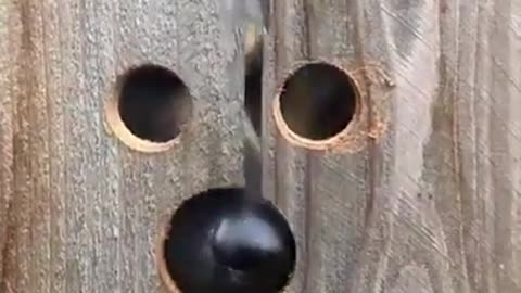 Lady cuts Peep holes in her fence, for the neighbours German Shepherd Dog
