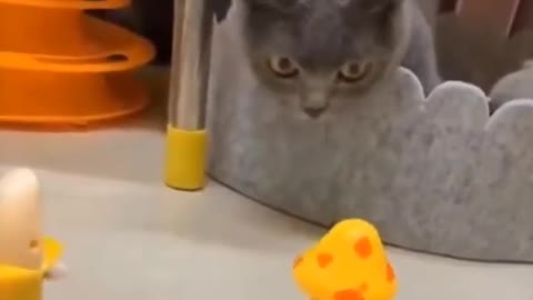 Cat funny video animal video tik tok video pet and animal short funny video