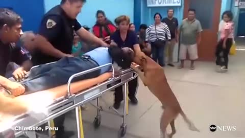 Dogs Refuse to Leave Owner's Side in Emergency Room