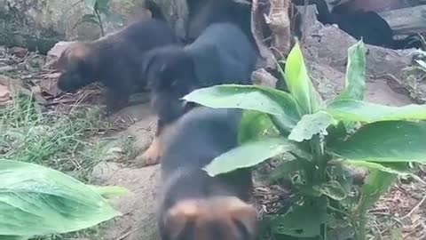 My puppy playing behind the garden is lovely
