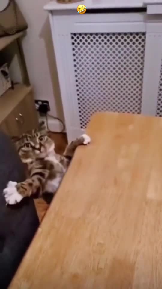 help me human! - falling cat, very funny