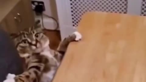 help me human! - falling cat, very funny