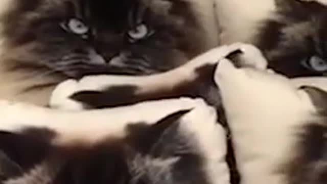 Cat_Hides_Among_Pillows