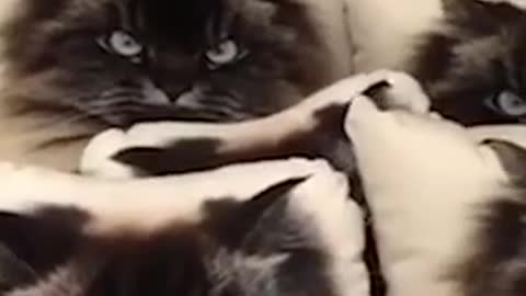 Cat_Hides_Among_Pillows