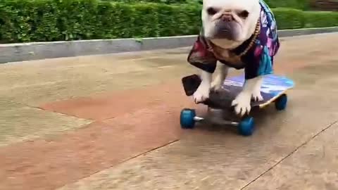Short legs just like flying