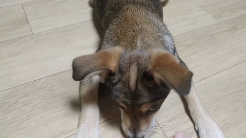 Bored puppy