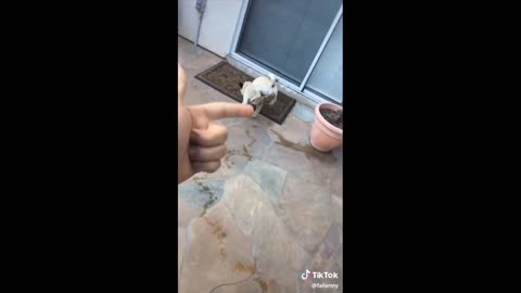 Funniest Animals🐶 - Best Of some Animal video - Cutest Animals Ever😂