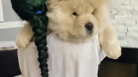 Cute chowchow with beautiful girl