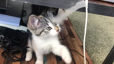 Kindest cats; A cat playing with duct tape.