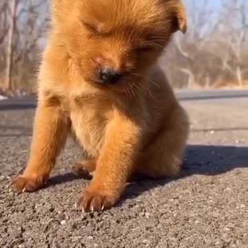 ADORABLE CUTE PUPPY