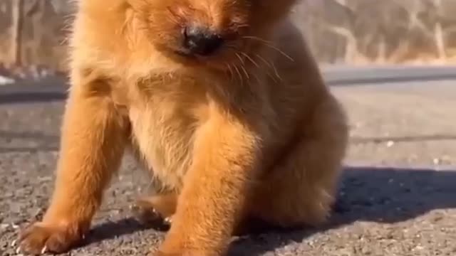 ADORABLE CUTE PUPPY