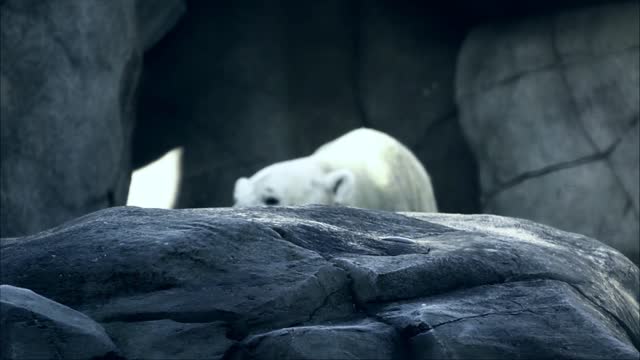 Sneaky Polar Bear