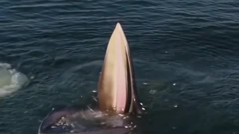 Feeding time whale