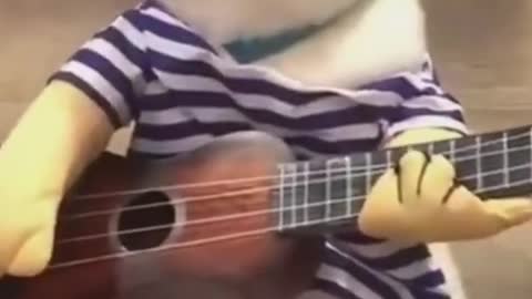 Funny Cat