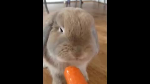 Bunny binkying