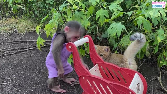 BiBi helps kitty stuck in the rain
