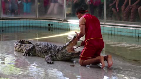 Crocodile show in Pattaya, Thailand