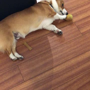 Kona just keeps playing with his ball