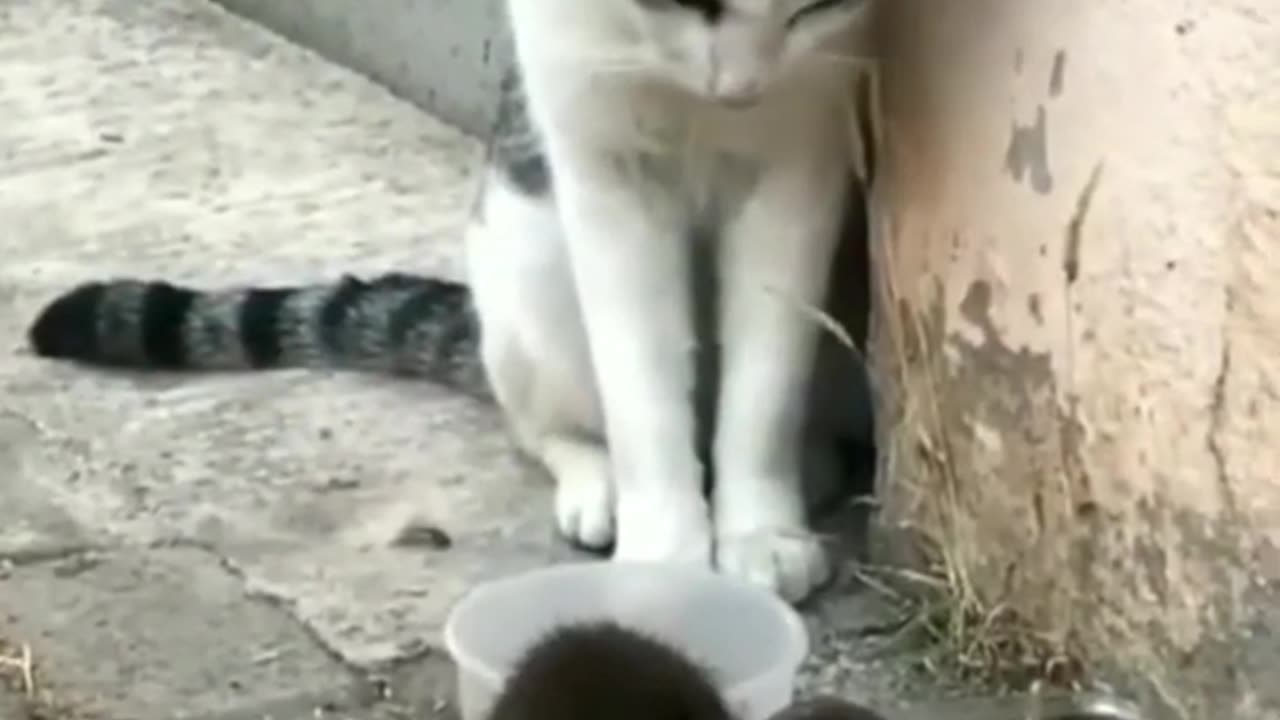 cat and rat funny comedy video, beautiful cat funny 😹😹🐭🐭