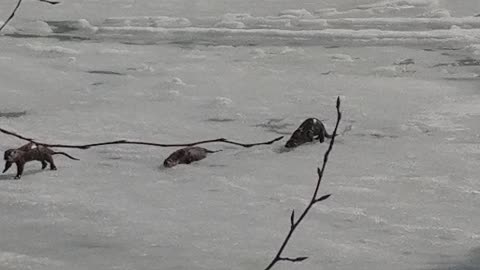 Otters doing the slip N slide on University Lake