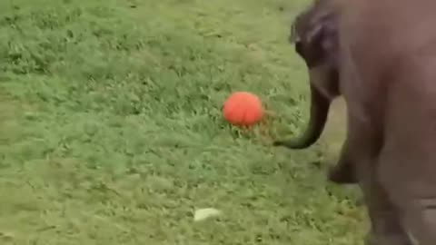 Baby Elephant Play