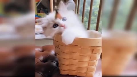 Cute baby kitten in basket playing with toy