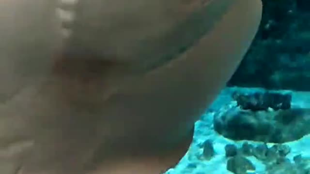 a-stingray-underwater