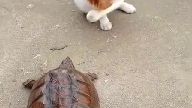 Funny cat video