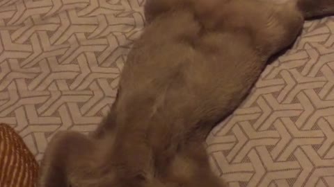 Brown cat lies with paws wide open on bed