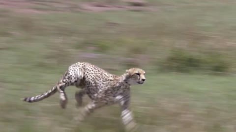 Cheetah Fastest Running Animal. Tiger Attacks in Forest.