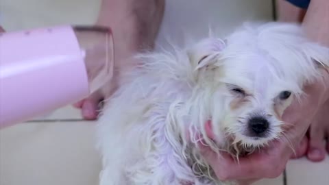 Cute Pomeranian Puppy Bath