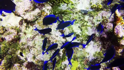 4K- The most beautiful coral reefs and undersea creature on earth