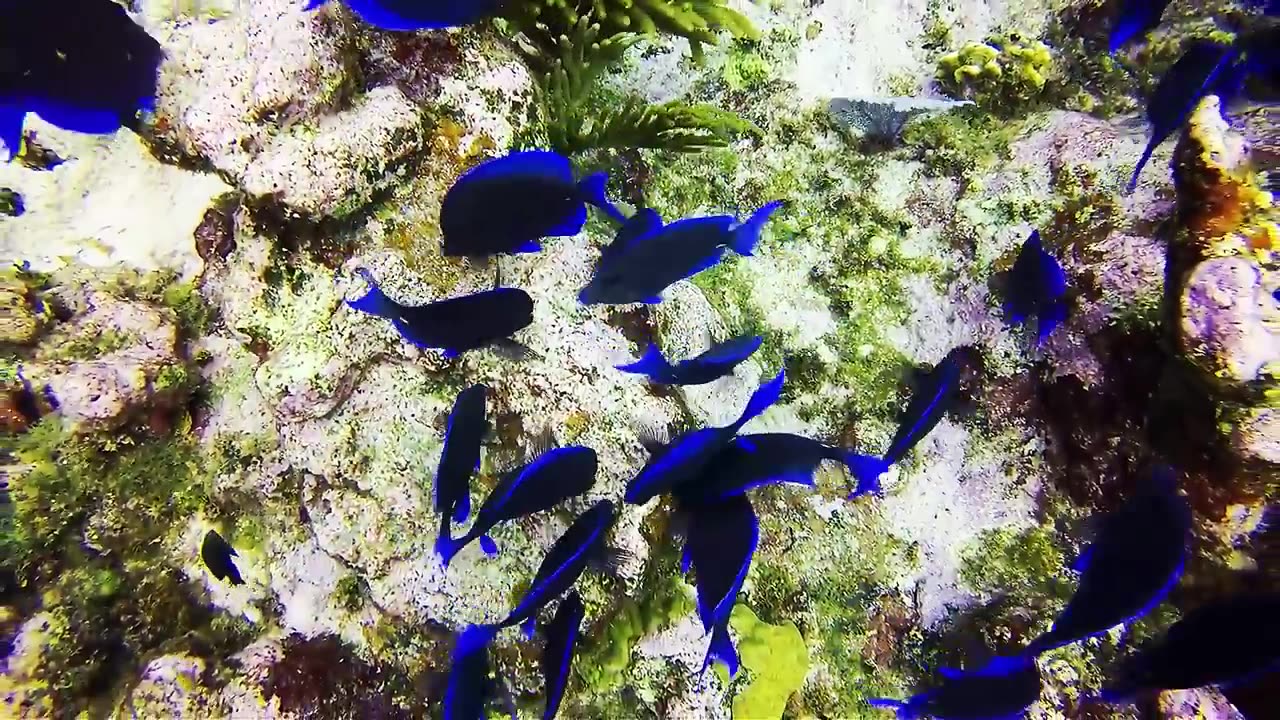 4K- The most beautiful coral reefs and undersea creature on earth