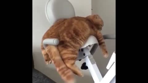 cat cat jump