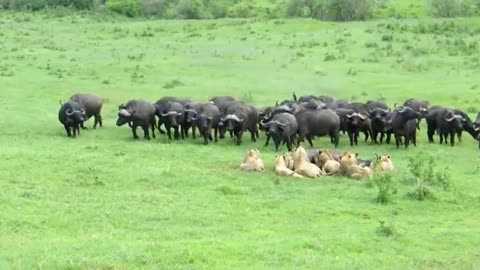 Lion Vs Buffalo fight video