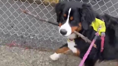 Funniest Cats and Dogs 😺🐶 Funny Animals 2024 😂 Funny Video