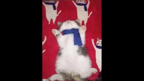 Cat tries to be a blanket