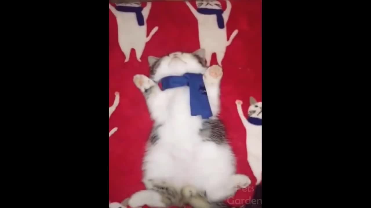 Cat tries to be a blanket