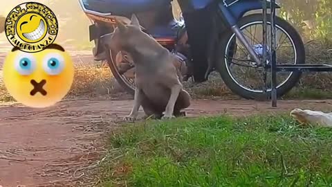 FAKE TIGER PRANK ON REAL DOGS NO COPYRIGHT _ FUNNY ANIMAL