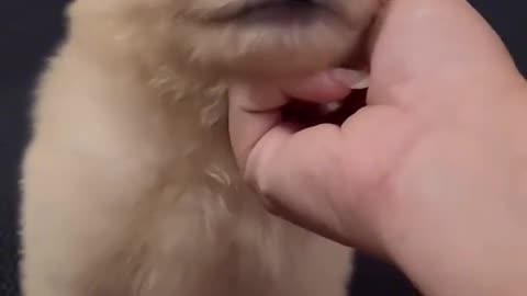 Cute dog