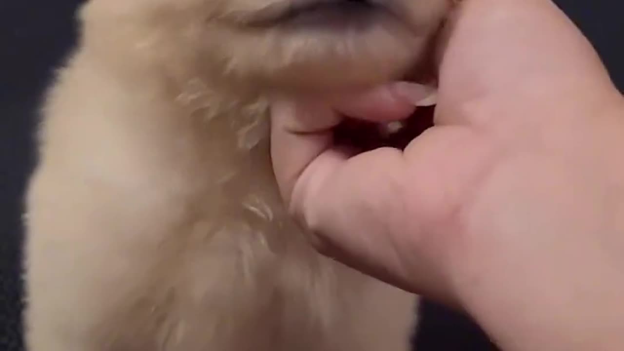 Cute dog