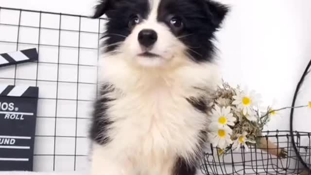 The dog won't hate you because you shut it out of the room for ten minutes or two hours